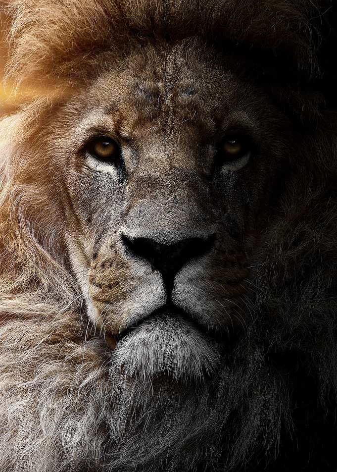 angry wild lion king