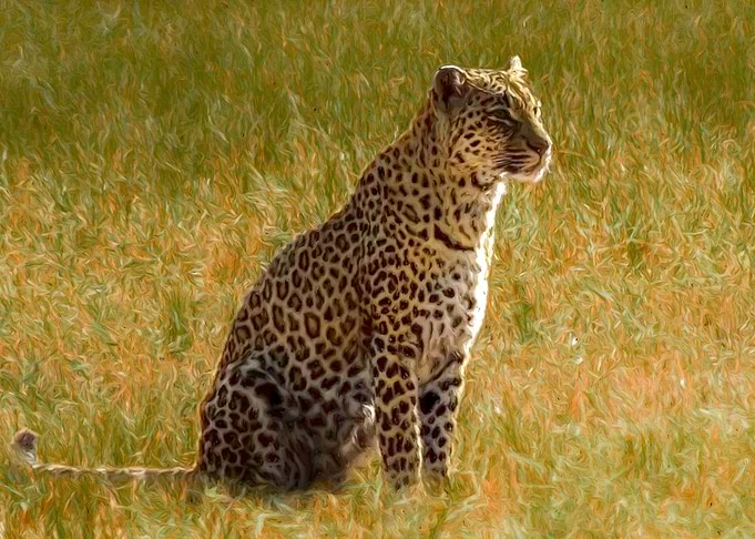 Leopard