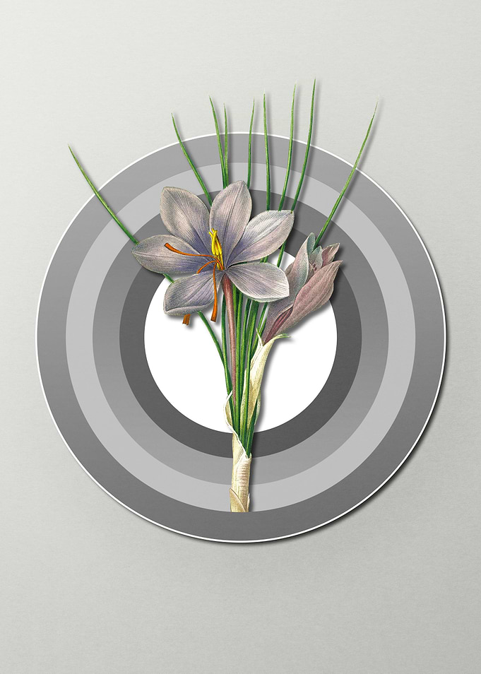 Geometric Autumn Crocus