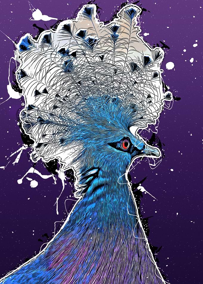 Victoria crowned pigeon