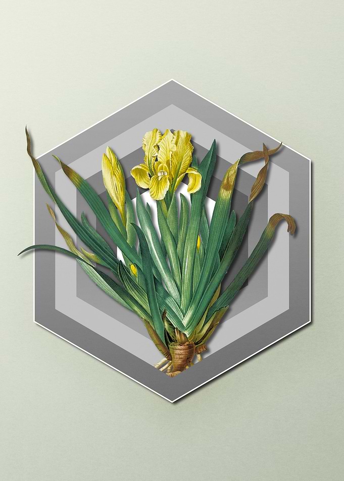 Iris Flora on Paper Shield