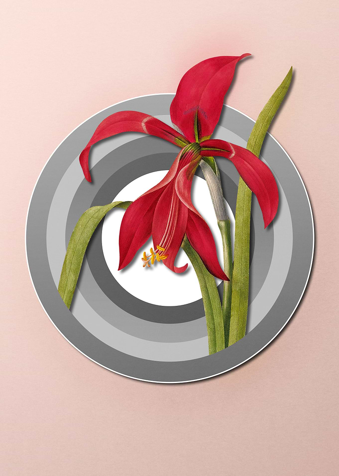 Geometric Amaryllis