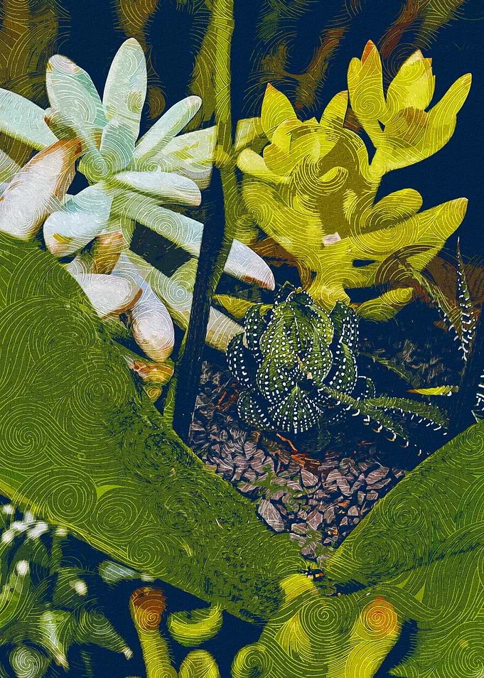 Succulent Plants