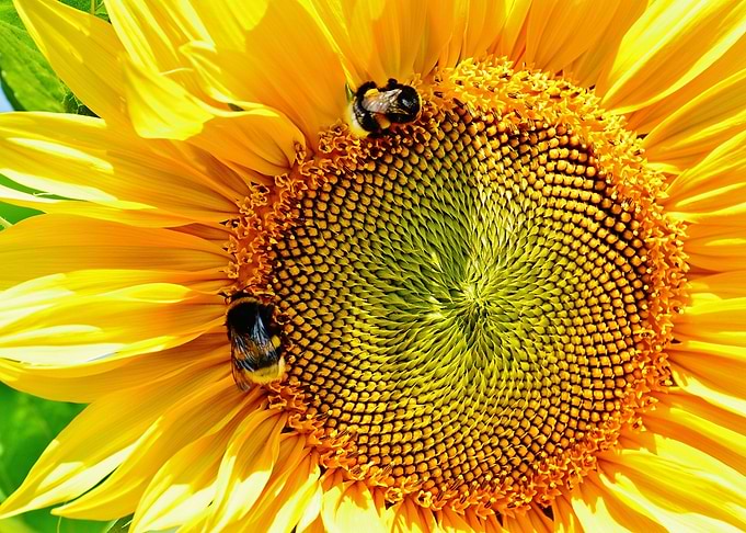 Big Sunflower