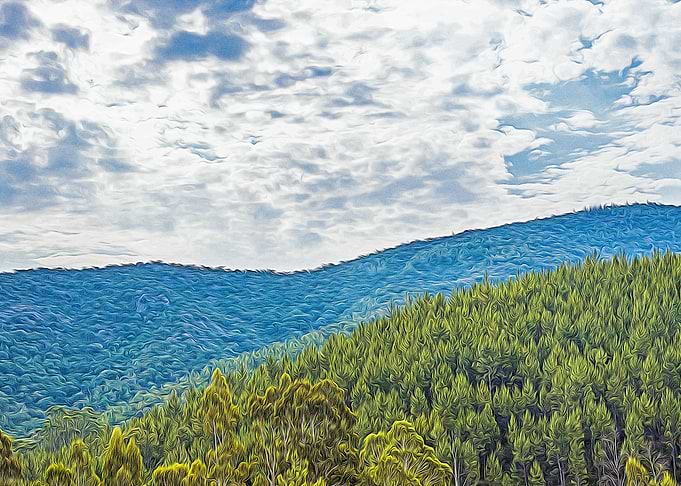 Foret des Maures