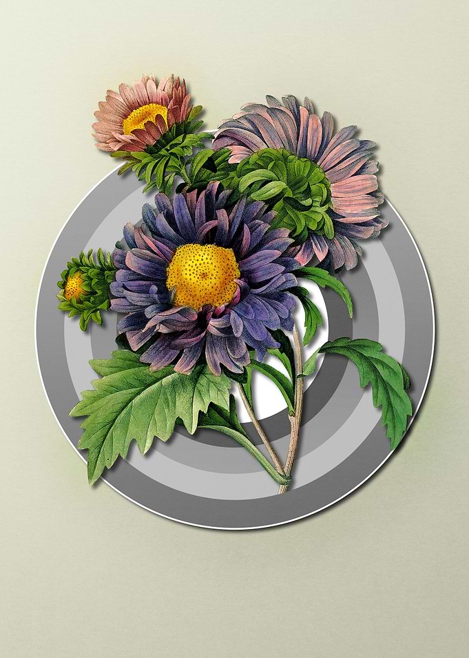 Pastel Floral China Aster
