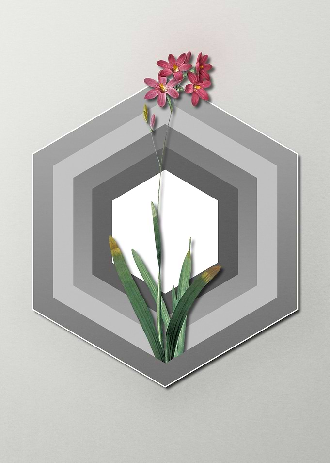 Corn Lily on Paper Shield
