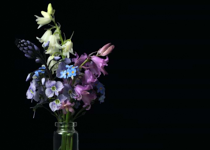 Summer Blooms
