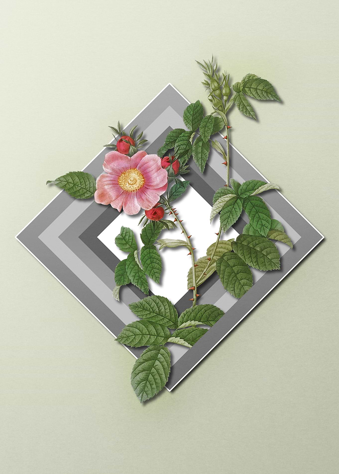 Roses on Paper Diamonds