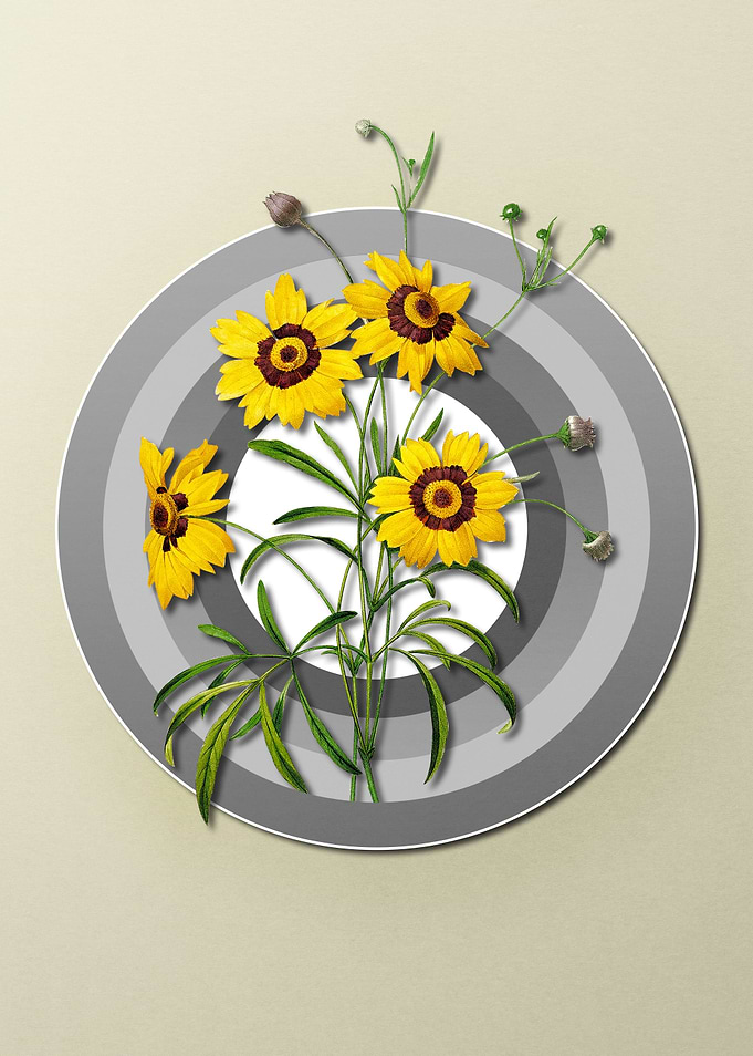 Flowers on Paper Shield