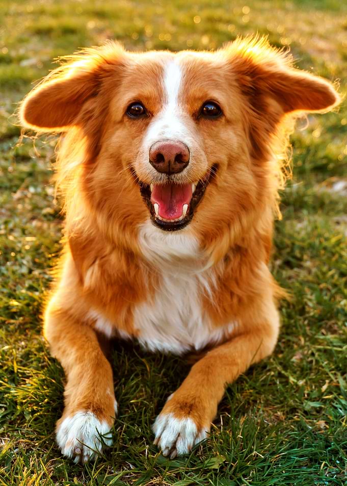 Sweet Dog