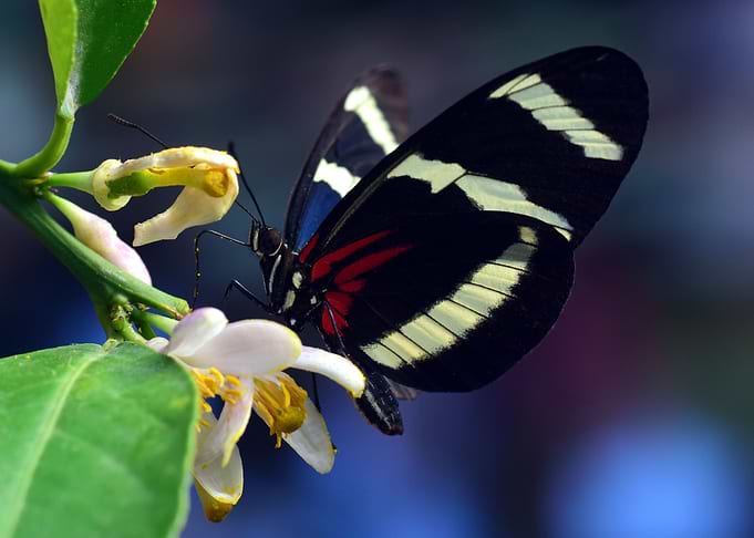 Philaethria Dido
