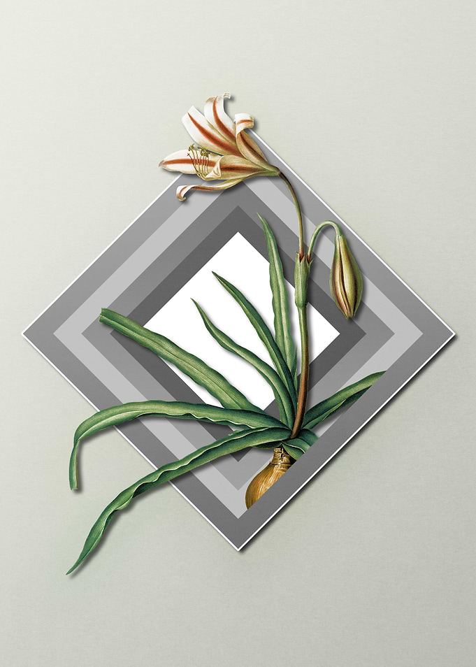 Geometric Amaryllis Flower