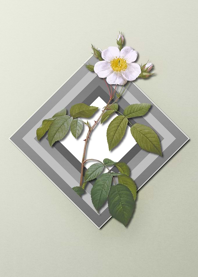 Roses on Paper Diamonds