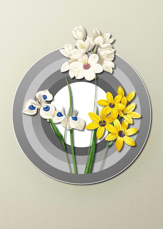 Corn Lily on Paper Shield