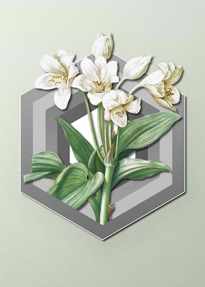 Flower on Paper Shield