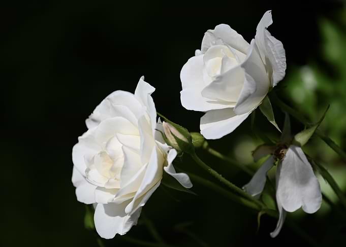 White panache