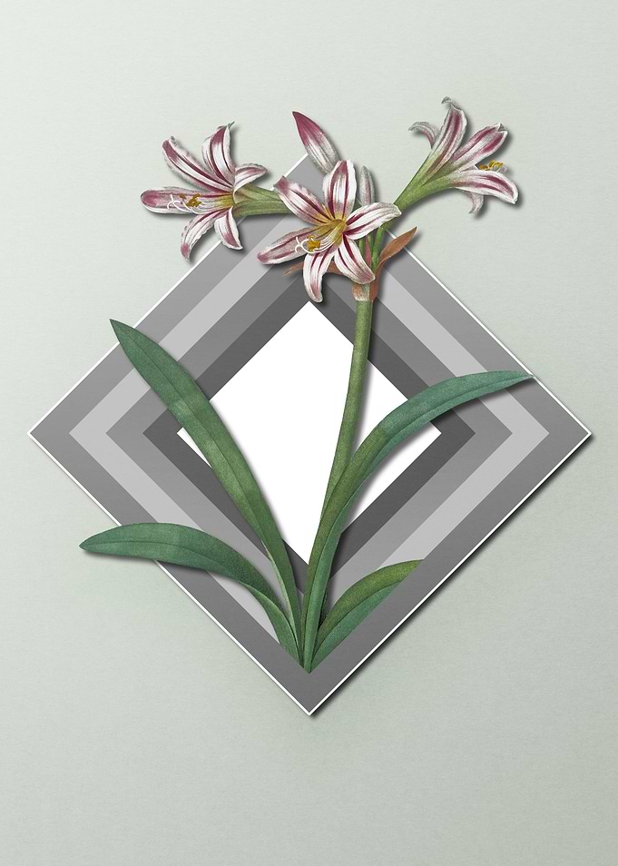 Geometric Pastel Amaryllis