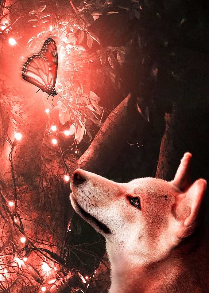 Red butterfly