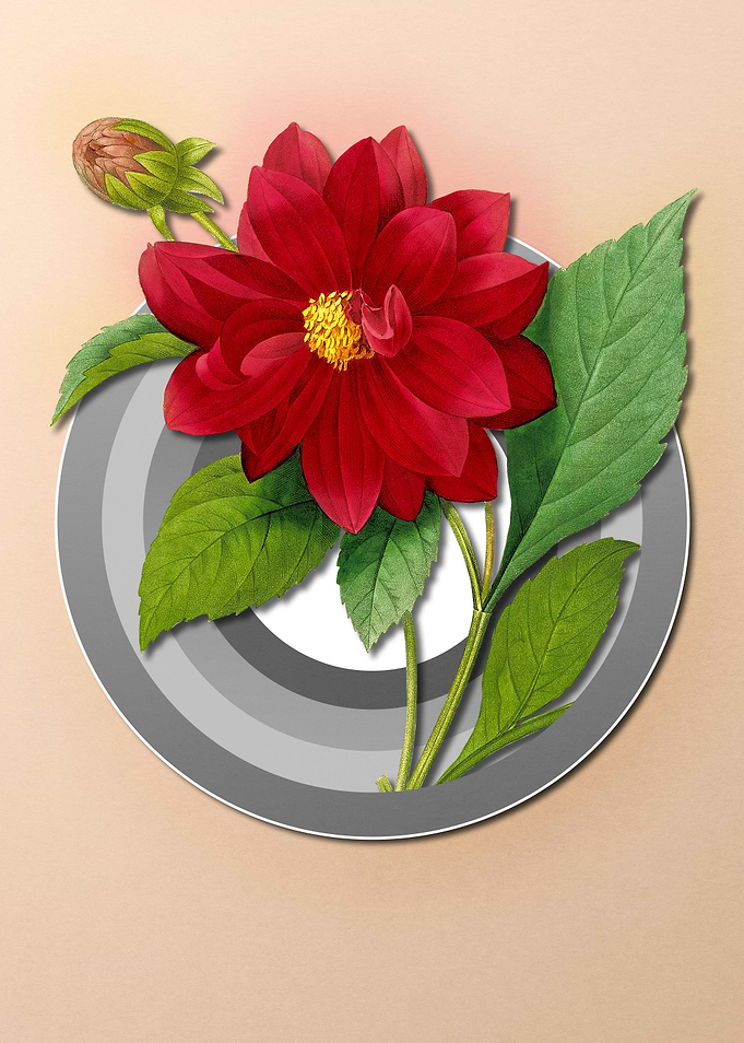Dahlia on Paper Shield