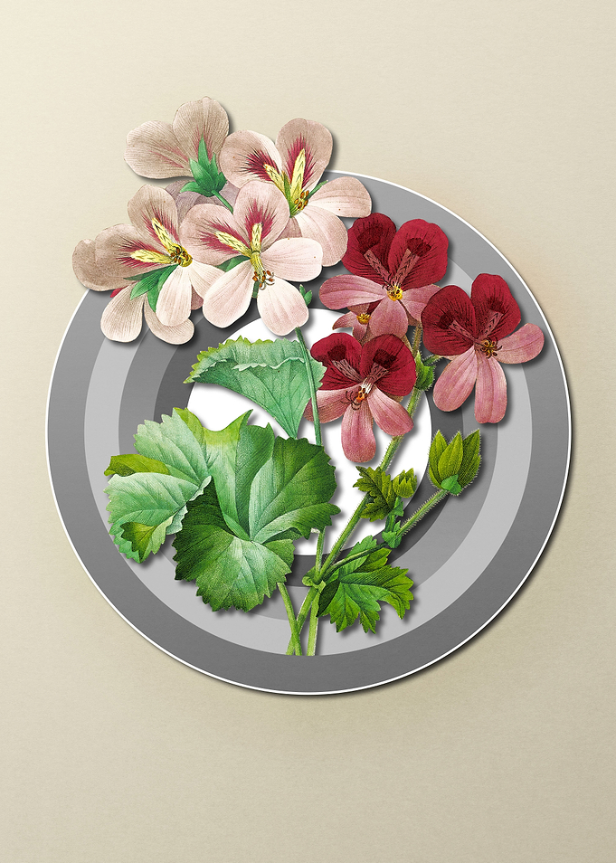 Geranium on Paper Shield