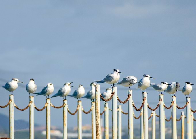 Group of Terns chillin