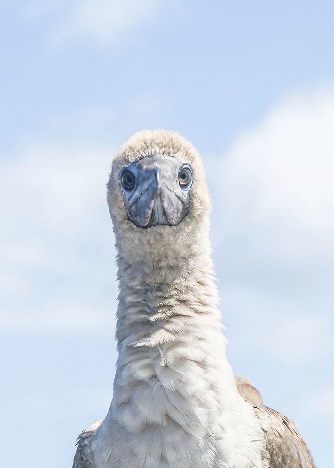 Juvenile Portrait Bird