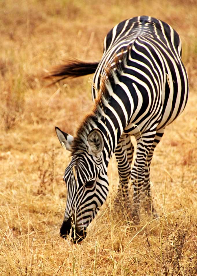 Grazing Zebra
