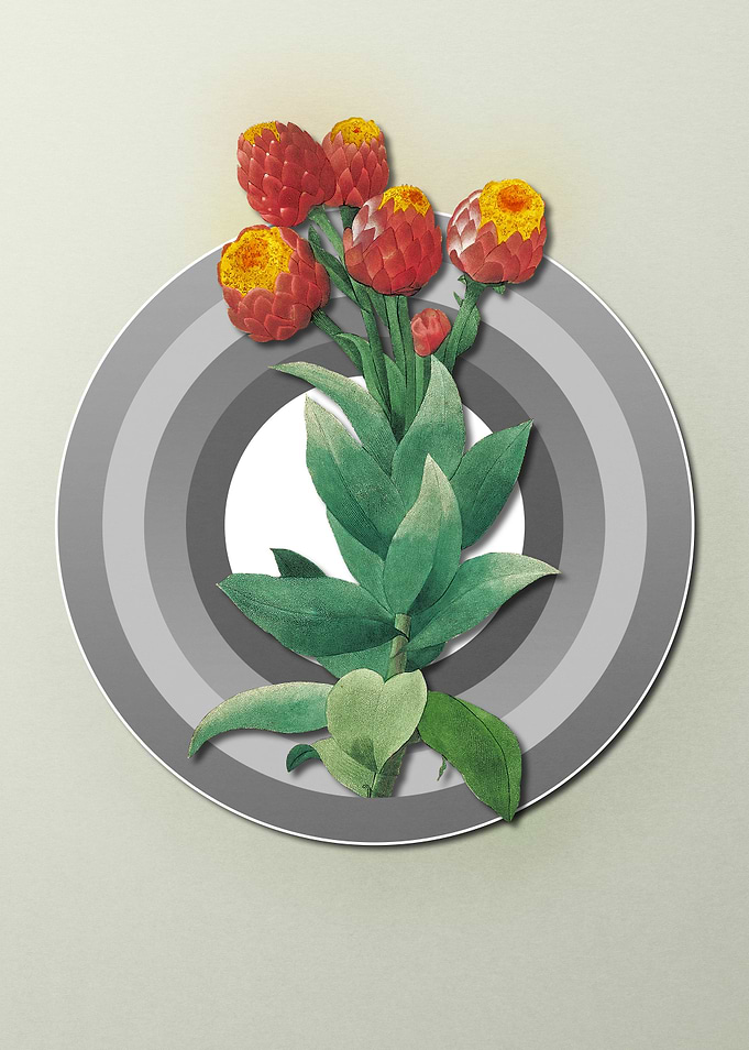 Cudweeds on Paper Shield