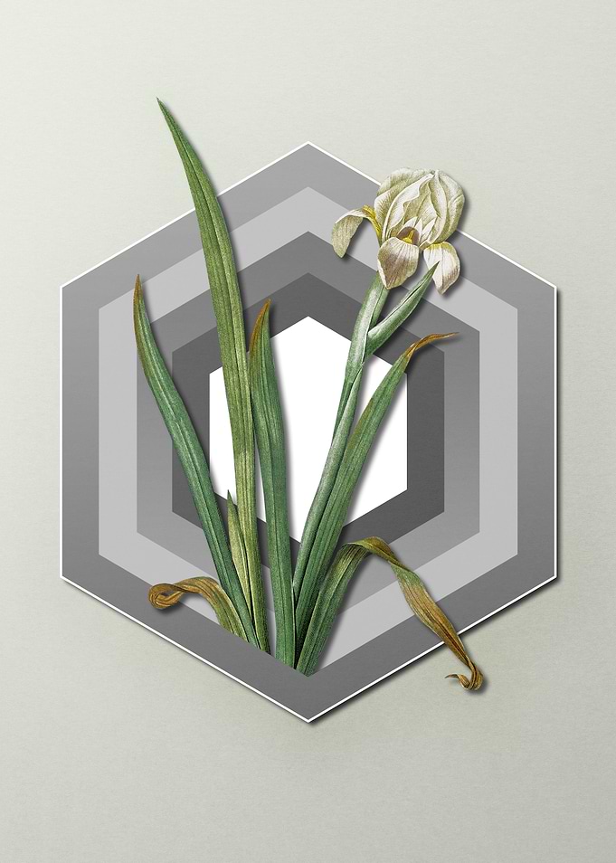 Iris on Paper Shield