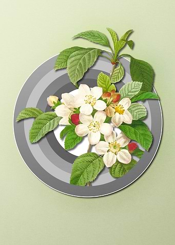 Geometric Apple Blossom