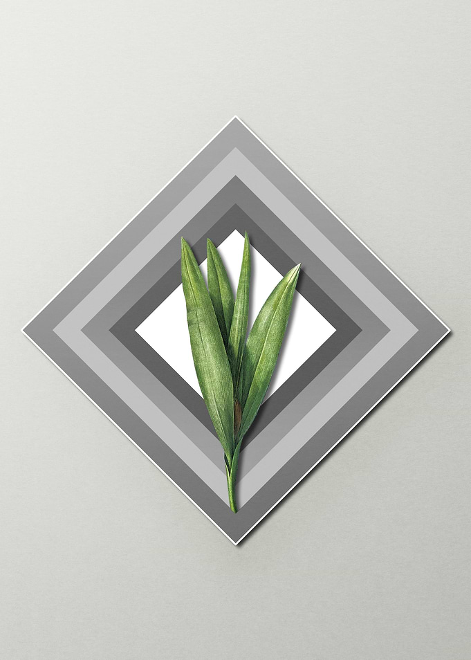 Crocus on Paper Diamonds