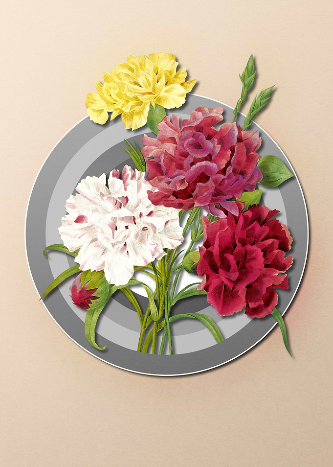 Pastel Floral Carnation