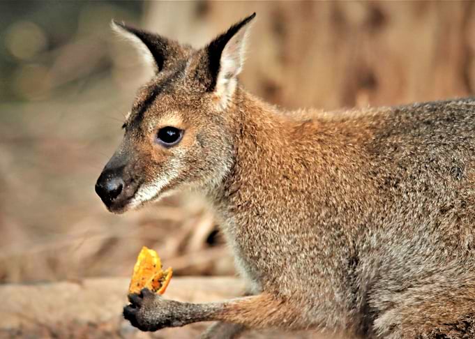 Cute Kangaroo