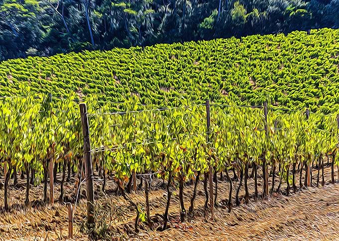 Vineyards in Porquerolles