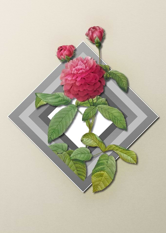Geometric Agatha Rose