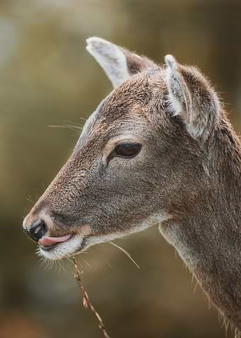 Deer Portrait