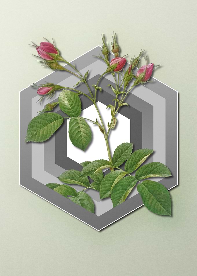 Rose on Geometric Pastel