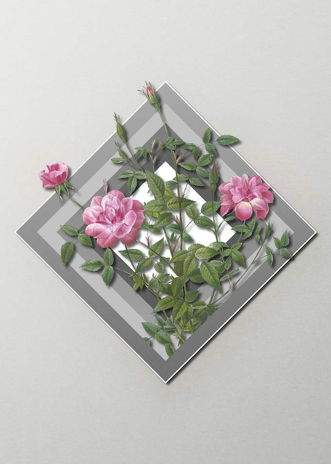 Dwarf Rose Spring Pastel