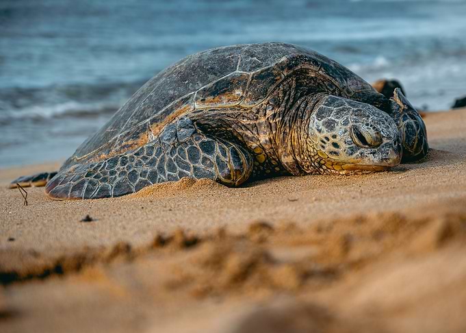 Sleepy Turtle