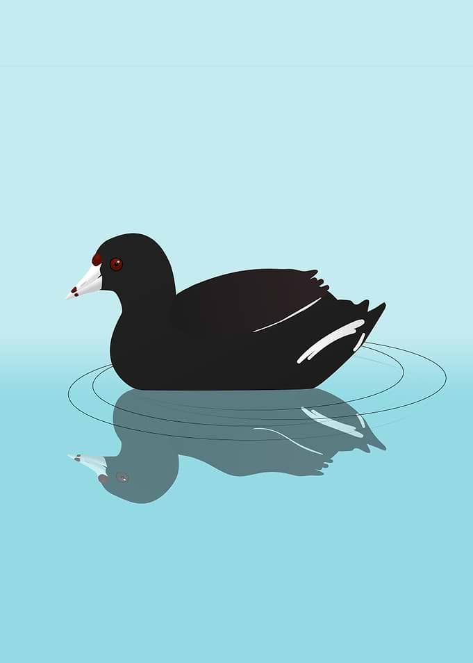 American coot