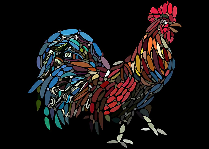 Chicken colors rooster