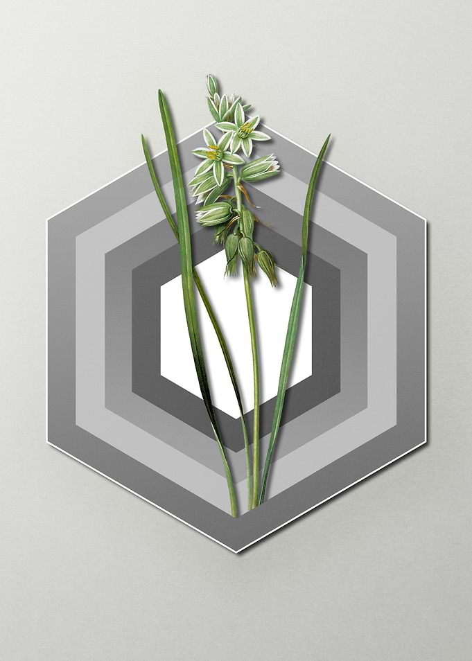 Star Lily On Paper Shield