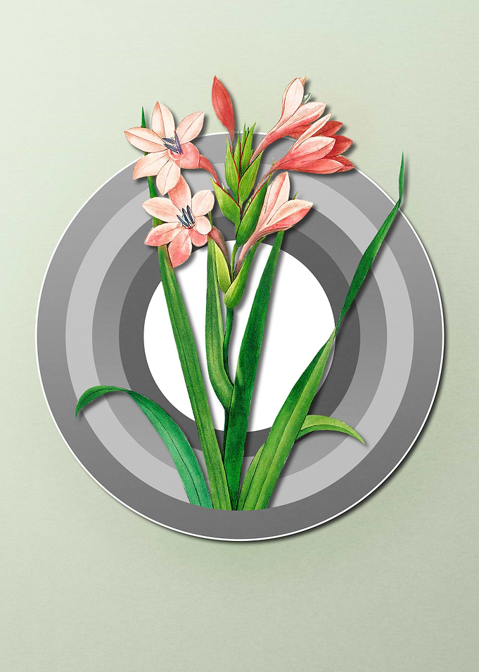 Gladiolus on Pastel Paper