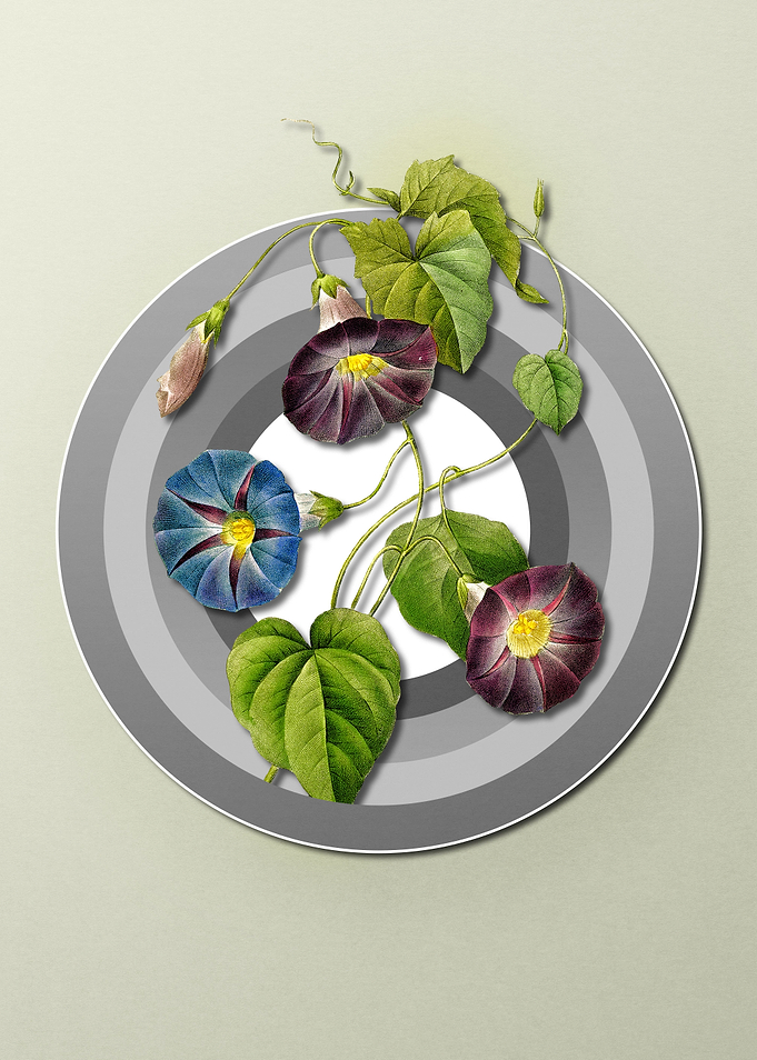 Geometric Morning Glory