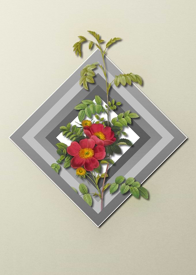 Light Pastel Alpine Rose