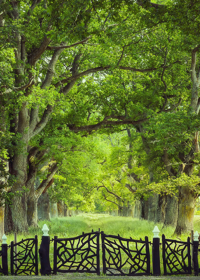 Oak Tree Alley in Summer