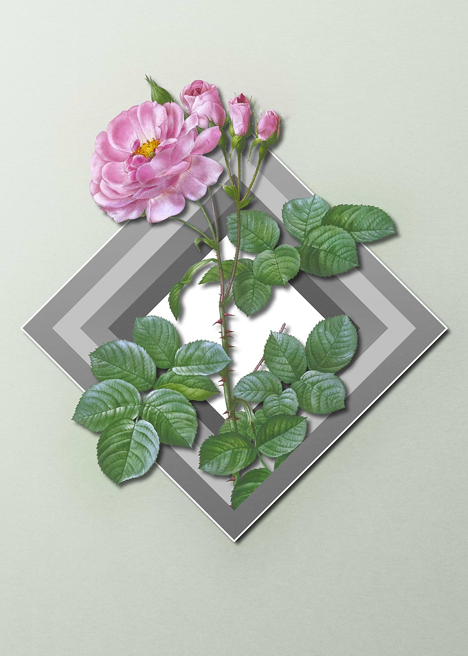 Pink Rose On Spring Pastel