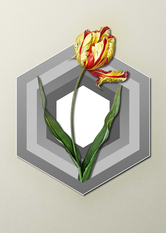 Tulip On Paper Shield