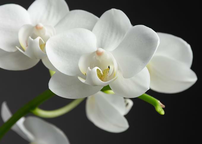 White Flowers